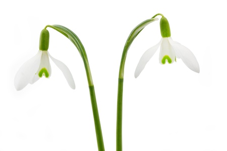 Spring snowdrop flower on white backgroundの写真素材