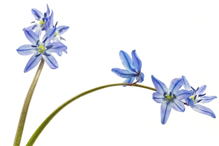 Siberian Squill  Scilla siberica  on white background
