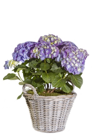 Purple Hydrangea flower in a pot on white backgroundの写真素材