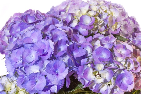 Purple blooming Hydrangea flower