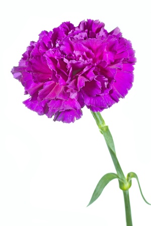 Single Carnation flower  Dianthus  on white backgroundの写真素材