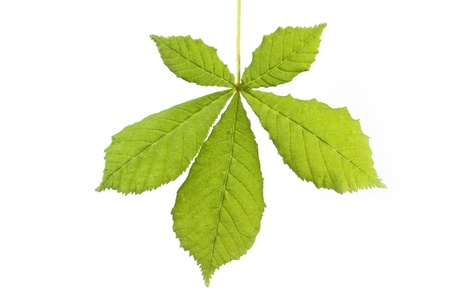 Single horse-chestnut leaf isolated on whiteの写真素材