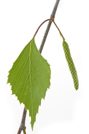 Birch leaf  Betula  in spring on white backgroundの写真素材
