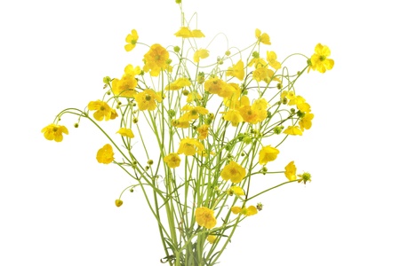 Ranunculus acris flowers on white background