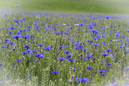 Blooming Cornflowers  Centaurea cyanus  in a wheat field in Bavaria, Germany