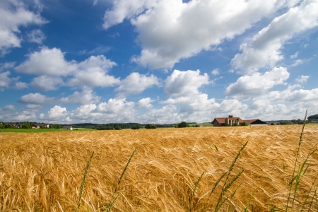 Grain field in Bavaria, Germanyの写真素材