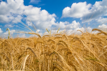 Grain field in Bavaria, Germanyの写真素材