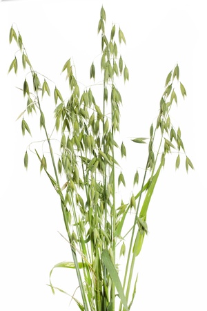 Oats  Avena  on white backgroundの写真素材