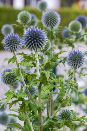 Blue globe thistle (Echinops) in the gardenの写真素材