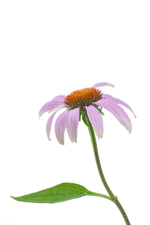 Single echinacea flower on white background の写真素材