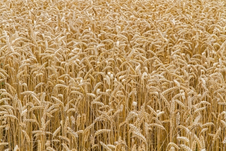 Wheat field closeup, format fillingの写真素材