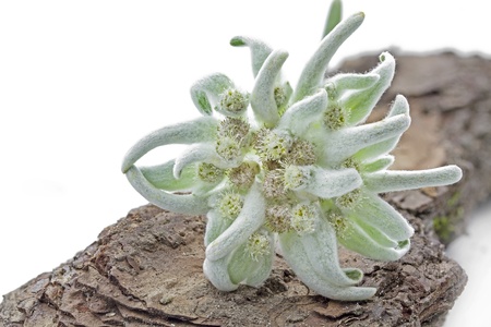 Blooming Edelweiss Flower  Leontopodium alpinum の写真素材