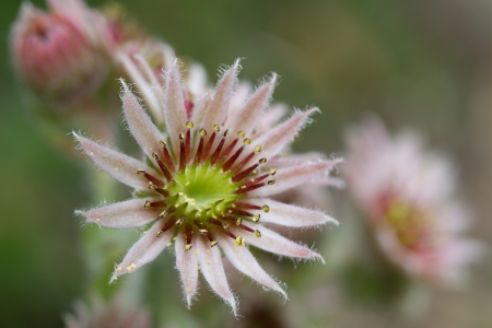 Flowering sempervivum, macro, outdoors in the gardenの写真素材