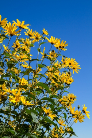 Yellow Rudbeckia flowers outside in the gardenの写真素材