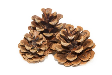 Three pinecones on white background