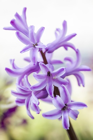 Blooming Hyacinthの写真素材