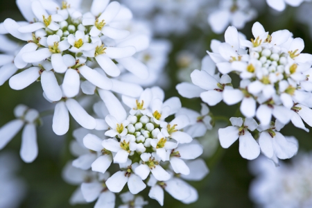 White Candytuft  iberis sempervirens  closeupの写真素材