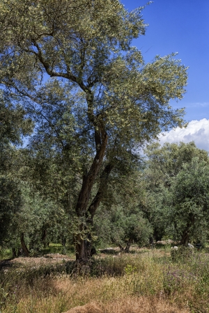 Old olive trees on Corfu island, Greeceの写真素材