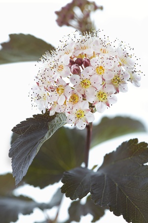 Blooming Ninebark  Physocarpus opulifolius  on whiteの写真素材