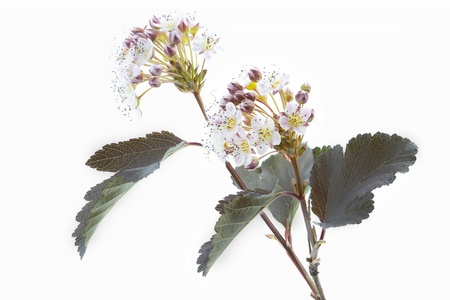 Blooming Ninebark  Physocarpus opulifolius  on whiteの写真素材