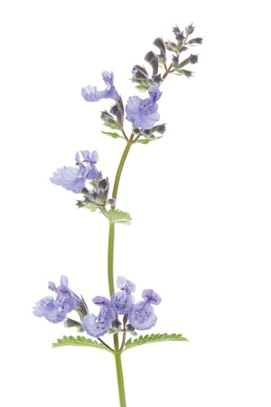 Catnip flowers  Nepeta cataria  on white backgroundの写真素材