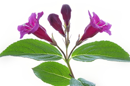 Pink flowers  Weigela  isolated on whiteの写真素材