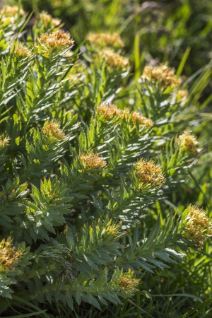 Rhodiola rosea plant in the German alpsの写真素材