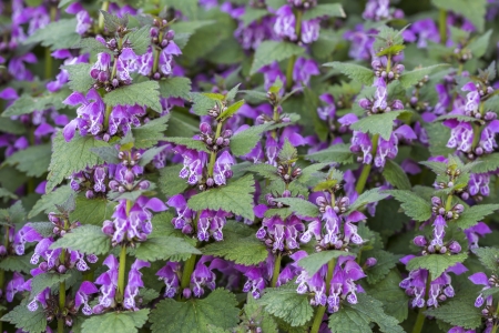 Red dead nettle (Lamium purpureum)