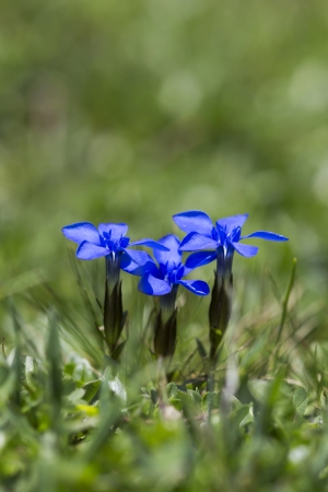 Gentiana verna flowers or spring gentian in the German alpsの写真素材