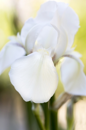 White Iris flower closeup