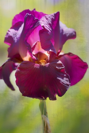 Iris flower closeupの写真素材