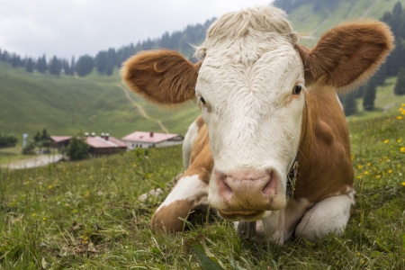 Young cow on an alpine meadow in Bavaria, Germany
