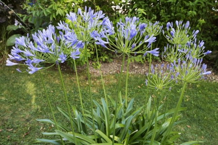African blue lily (agapanthos africanus) in the gardenの写真素材