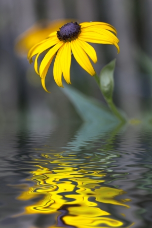 Yellow Rudbeckia flower with water effectの写真素材