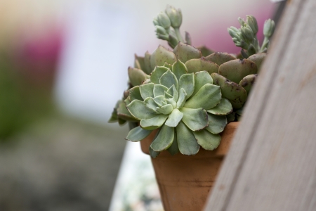 Echeveria elegans plant in a clay potの写真素材