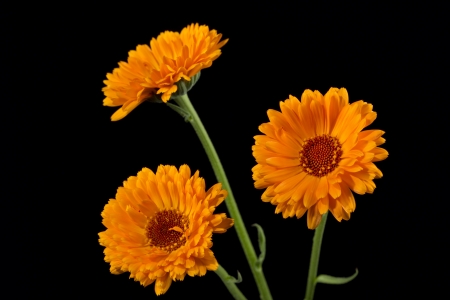 Marigold or Calendula officinalis on blackの写真素材