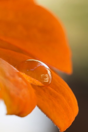 Water droplet on an orange flowerの写真素材