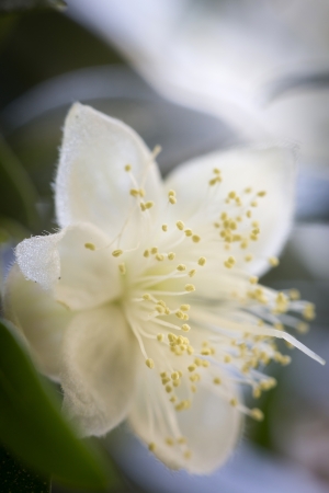 Flowering Myrthus communis flower, closeupの写真素材