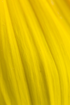 Sunflower detailの写真素材