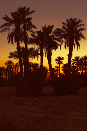 Date palmtrees at sunset in Marocco, Africaの写真素材