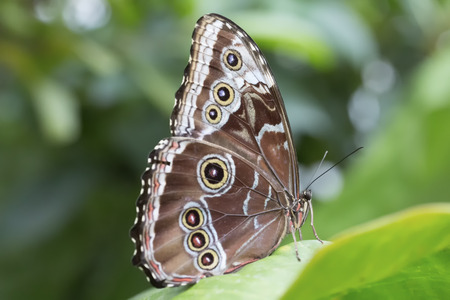 Peleides Blue Morpho Butterflyの写真素材