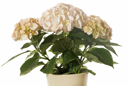 Beige Hydrangea flower in a pot