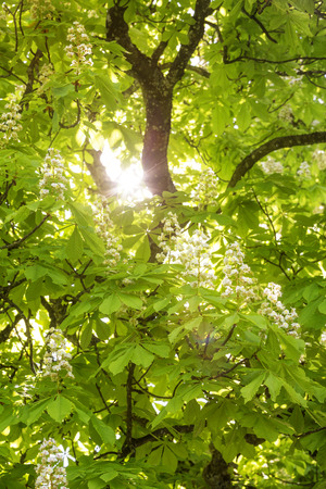 Flowering chestnut tree (Aesculus hippocastanum)の写真素材
