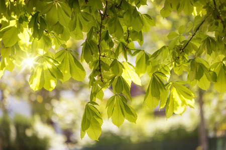 Flowering chestnut tree (Aesculus hippocastanum)の写真素材