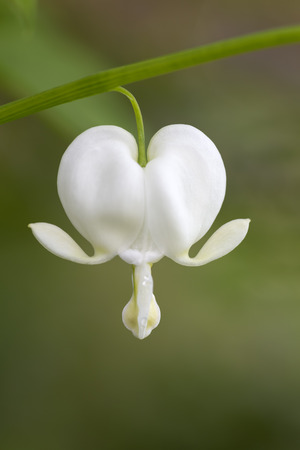 Bleeding heart flowerの写真素材