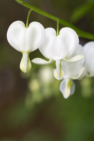 Bleeding heart flowerの写真素材