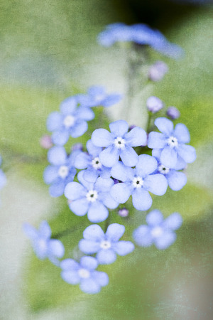 Forget me not flower closeupの写真素材