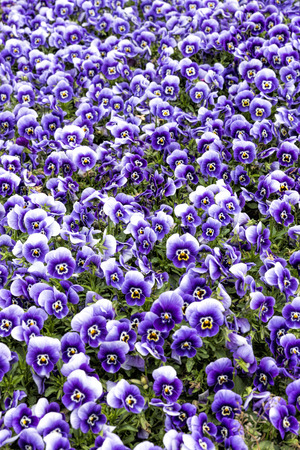 Horned violet flowersの写真素材