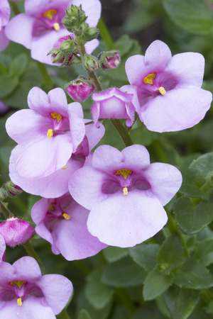 Diascia flower in the garden, closeupの写真素材