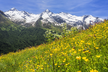 Beautiful flower meadow in the Italian alps, Europeの写真素材